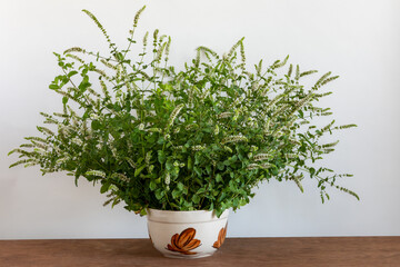 Fototapeta premium A bouquet of blooming spearmint (Mentha spicata) with white fowers in vase on white background. 