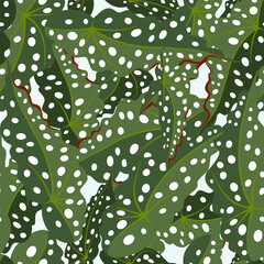 Realistic vector seamless pattern of Begonia Maculata, Polka Dot Begonia leaves in a simple flat design