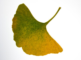Naklejka premium herbstlich gelb/grün verfärbtes ginkgoblatt
