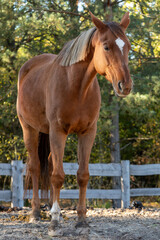 Obraz premium A horse is standing in a paddock in a free-range stable. Wooden paddock fence and trees in the background.