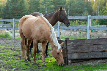 Obraz premium An American Quarter horse eating grass neat the hay rack, another horse behind. Paddock fence and trees in the background.
