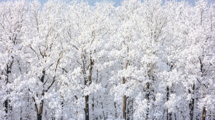 Frost-kissed trees under a clear blue sky, showcasing a serene winter landscape.