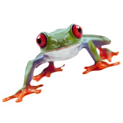 frog with white background