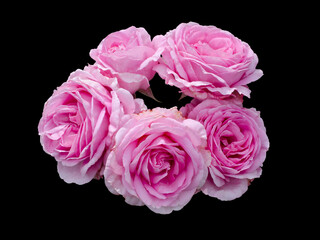Bouquet of pink roses isolated on black background