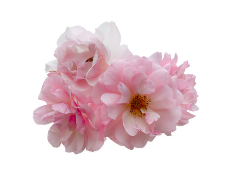 Beautiful bouquet of pale pink roses isolated on white background