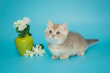 Small cream-colored Scottish kitten with short legs