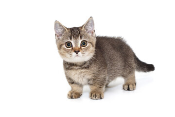 Scottish kitten  gray in color