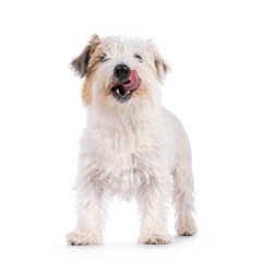 Happy brown with white Jack Russell dog, standing up facing front. Looking towards camera with tongue out licking mouth. Isolated on a white background.