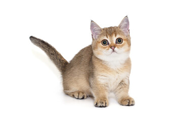 Scottish kitten of red color with short paws.