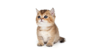 Small Scottish kitten with short paws