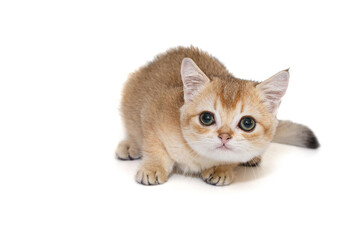 Small red-haired Scottish kitten with green eyes