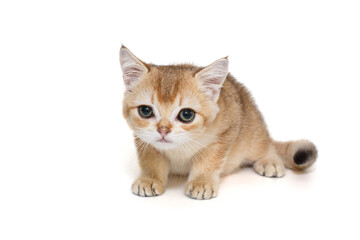 Small red-haired Scottish kitten with green eyes