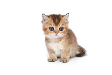 Scottish kitten with short paws