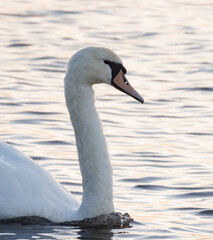 Fototapeta premium swan on the water