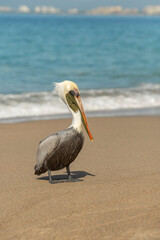 Portrait of a pelican feeding at sandy beach. Sunny day, blue sky. Selective focus, blurred ocean waves and in the background.	
