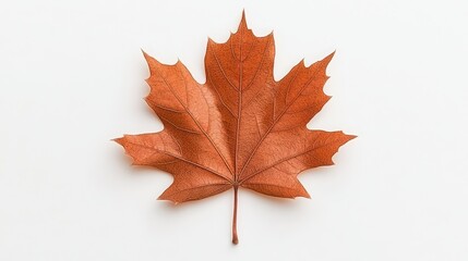 Fototapeta premium A vibrant orange maple leaf isolated on a white background.