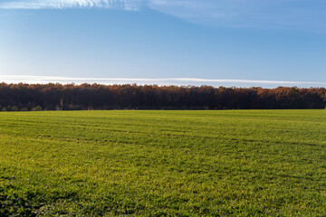 Vibrant green field under a clear blue sky with autumn trees lining the horizon in a serene rural landscape during late afternoon