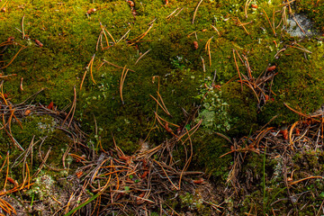 Moss, pine needles and lichens close up