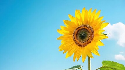 Obraz premium A vibrant sunflower against a clear blue sky.