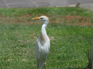 czapla złotawa jako ptak wystepujacy na wyspie fuerteventura