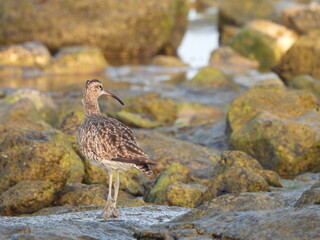 brązowy ptak z długim dziobem pośród kamienistego wybrzeża