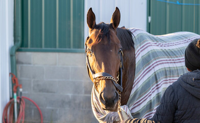 A Thoroughbred horse in a cooler blanket and the back of a person outside a barn in the morning...