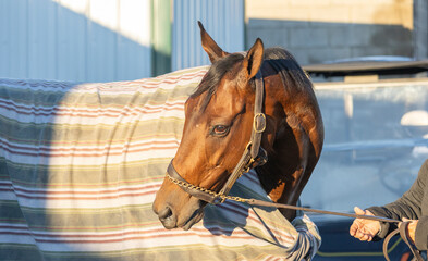 Close-up of a Thoroughbred horse with her head turned, wearing a cooler, in the morning light. 