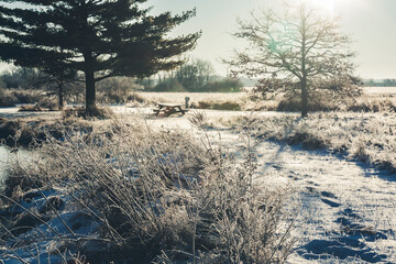 A frost-covered path between native plants, a pine tree, and an oak with the sun. 
