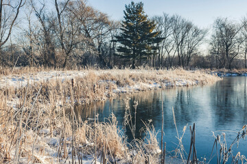 The grasses along the shoreline of a pond with snow and frost and trees in the background. 