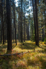 Early autumn in a lodgepole pine forest