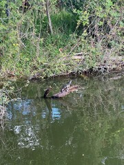 alligator in the pond