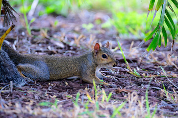 Grauhörnchen