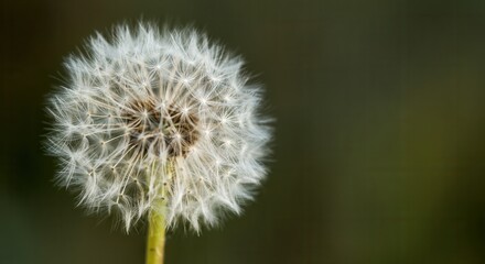serene dandelion seed head soft green background