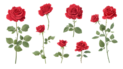 Set of red roses on a transparent background. isolated background.