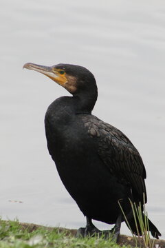 Cormoran &agrave; aigrette
