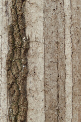hypoxylon oak bark abstract
