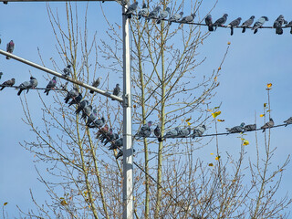 Pigeons in the city. High quality photo.