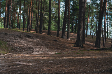 Obraz premium Sunlit forest with pine trees and winding dirt path