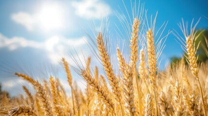 Fototapeta premium Golden wheat field under a sunny day, showcasing a rural and natural landscape.