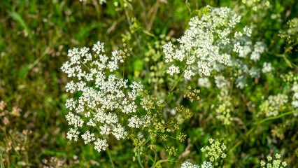 Meadow with wildflowers. White yarrow on background of green grass