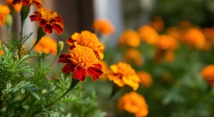 Vibrant marigold flowers in summer bloom