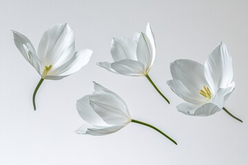 Fototapeta premium White Tulips: A Delicate Floral Display