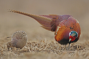 Bażant (Phasianus colchicus) pheasant