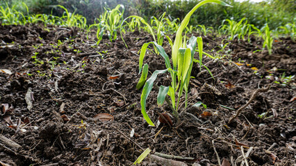 Cultivo de maíz en huerto orgánica