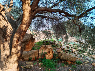 Rocky natural scene with olive trees against the backdrop of ancient ruins. Large piles of stones...