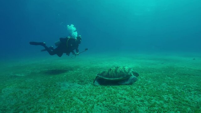 Scuba diver films with selfie stick on action camera a Sea turtle grazing on bottom, Slow motion of Great Green Sea Turtle, Chelonia mydas feeding on seabed at sundown 