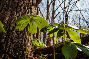 Mayapple growing near tree and logs within Pike Lake Unit, Kettle Moraine State Forest, Hartford, Wisconsin