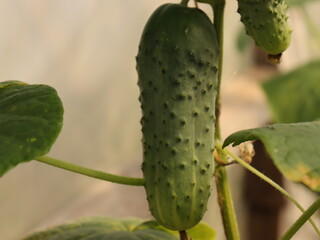 cucumber in the garden background