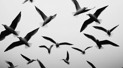 Fototapeta premium Flock of Seagulls in Flight: A Black and White Photography
