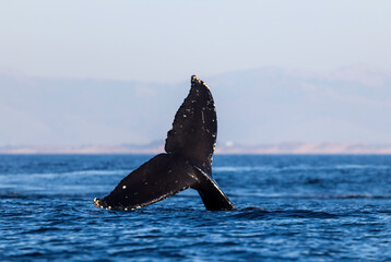 humpback tail © FPLV